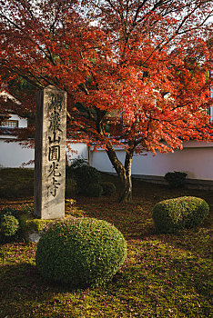 日本京都圆光寺寺庙门口石碑与秋季红色枫叶