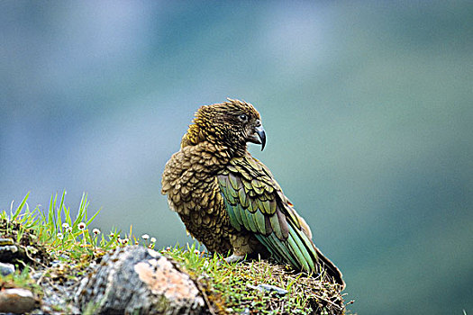 食肉鹦鹉,啄羊鹦鹉,峡湾国家公园,新西兰