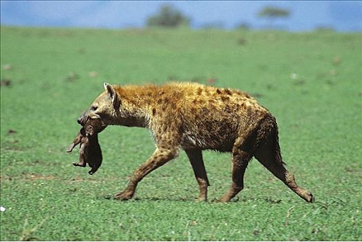 斑鬣狗,跑,幼兽,嘴,哺乳动物,马赛马拉,肯尼亚,非洲,动物