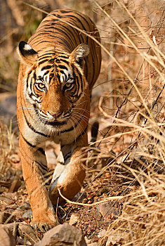 孟加拉虎,虎,走,拉贾斯坦邦,国家公园,印度,亚洲