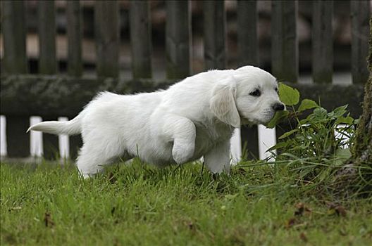 金毛猎犬,小狗,站立,嗅