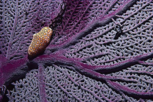 蜗牛,普通,海扇,柳珊瑚虫,巴哈马,加勒比