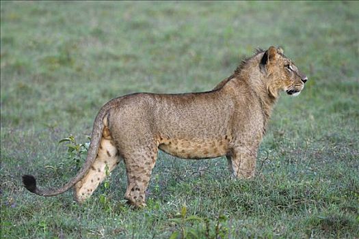 狮子,纳库鲁湖,国家公园,肯尼亚,东非