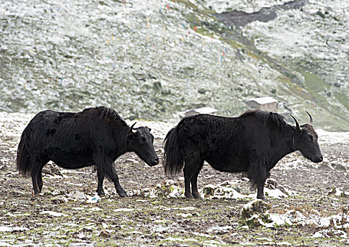 西藏的黑牦牛