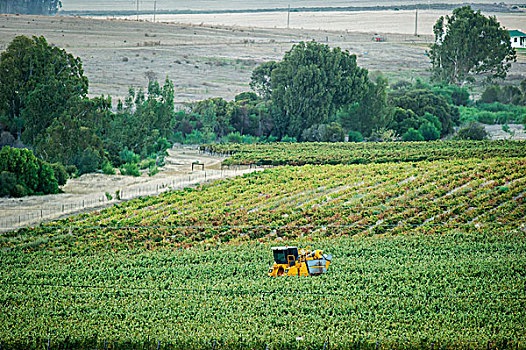 酿酒葡萄,丰收,机械,收割,斯坦陵布什,西海角,南非