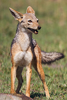 黑背狐狼,黑背豺,塞伦盖蒂,裂谷省,肯尼亚,非洲