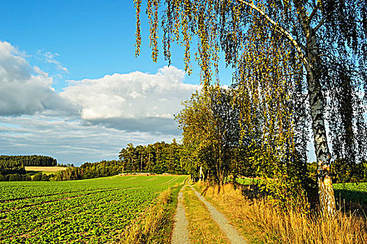 乡间小路,桦树,巴伐利亚,德国