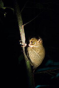 眼镜猴,夜晚,丹浓谷保护区,马来西亚
