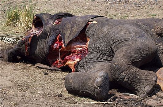 赞比亚,赞比西河下游国家公园,死,大象,非洲象,杀死,象牙,卧,脸,獠牙,室外
