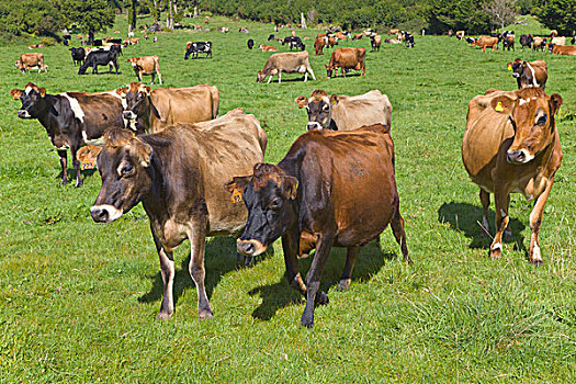 家牛,绿色,草场,南岛,新西兰