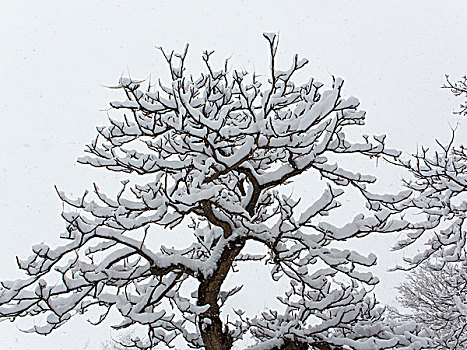 贺兰山雪景