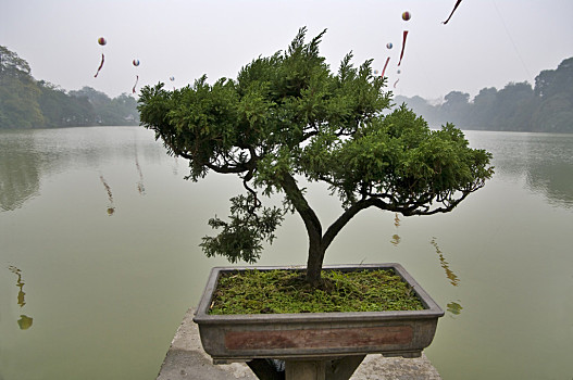 还剑湖,河内,越南,树