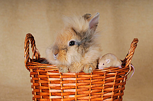 迷你兔,褐色,老鼠,柳条篮