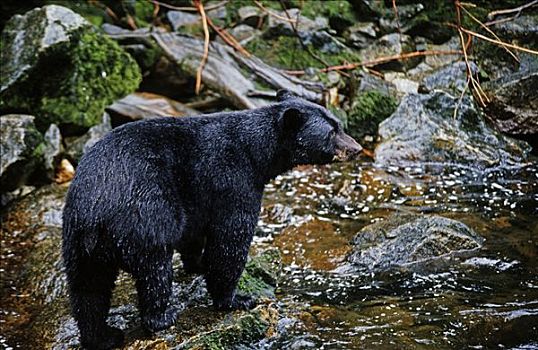 黑熊,桂皮,熊,美洲黑熊,觅食,东南阿拉斯加