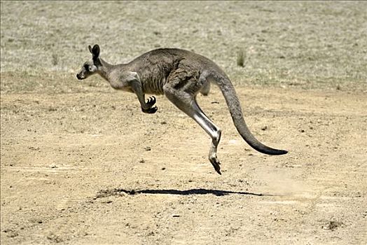 大灰袋鼠,灰袋鼠,成年,跳跃,澳大利亚