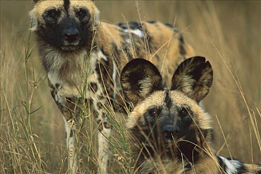 非洲野狗,非洲野犬属,两个,成年人,游戏,公园,南非