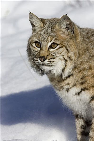 美国山猫,短尾猫,肖像,雪中,凯利斯贝尔,蒙大拿