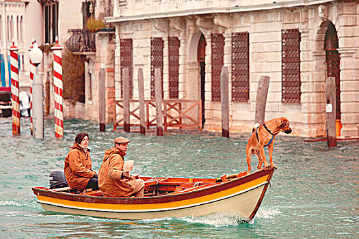 欧洲,意大利,威尼托,威尼斯,可爱,狗,船,大运河