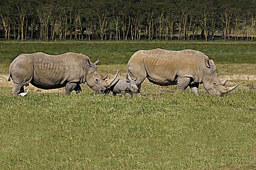 白犀牛,一对,幼兽,纳库鲁,公园,肯尼亚