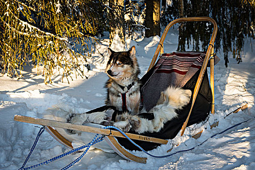 哈士奇犬,坐,狗,雪橇,拉普兰,芬兰,欧洲