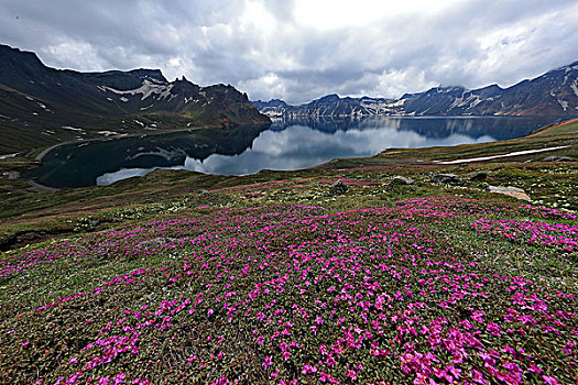 长白山高山花卉