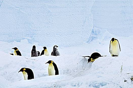 南极,帝企鹅,斜坡