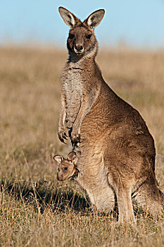 大灰袋鼠,灰袋鼠,女性,幼兽,育儿袋,玛丽亚,岛屿,国家公园,澳大利亚