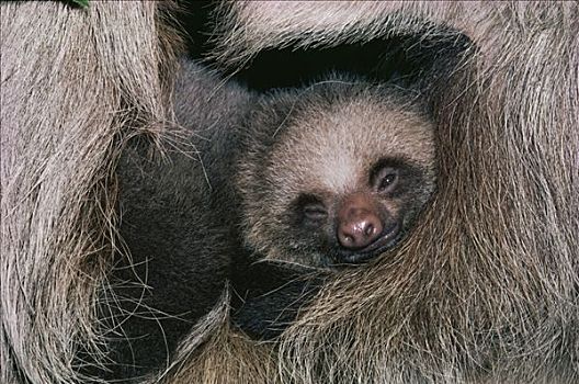 二趾树懒,睡觉,幼仔,雾林,生态系统,哥斯达黎加