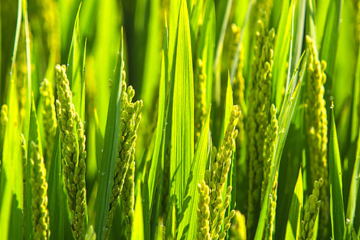 水稻,稻穗,成熟,金黄,沉甸甸