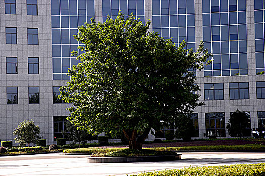 长安工业公司办公大楼前的黄桷树