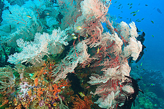 彩色,软珊瑚,柳珊瑚目海扇,四王群岛,区域,巴布亚岛,伊里安查亚省