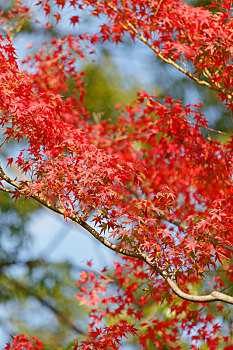 红色枫叶背景,日本京都枫叶景观