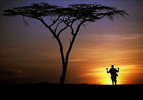 肯尼亚,牧民,礼物,孤单,站立,刺槐,边缘,日落,部落,游牧,游牧部落,生活方式,牧群,骆驼