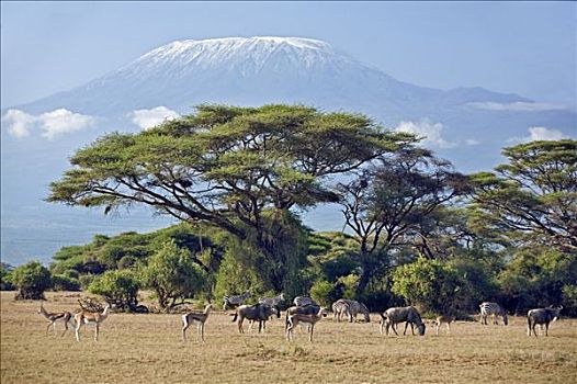 肯尼亚,安伯塞利国家公园,动物,放牧,干枯,壮观,乞力马扎罗山,高耸,高处,大,金合欢树,刺槐