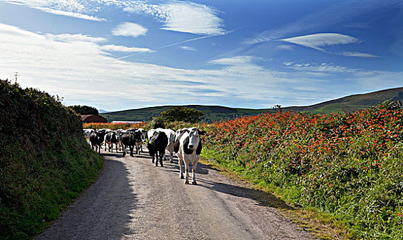 母牛,挤奶,厅室,靠近,城镇,凯瑞郡,爱尔兰