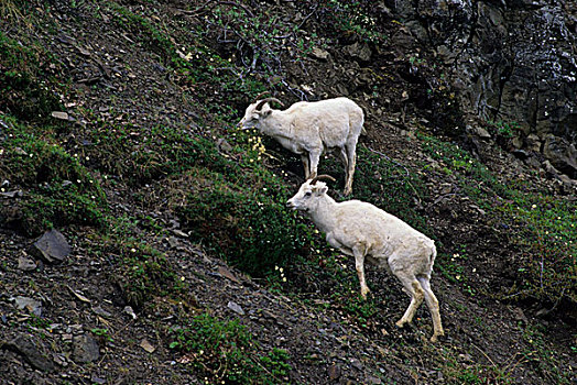 美国,阿拉斯加,德纳里峰国家公园,教堂山,野大白羊,雌性,进食