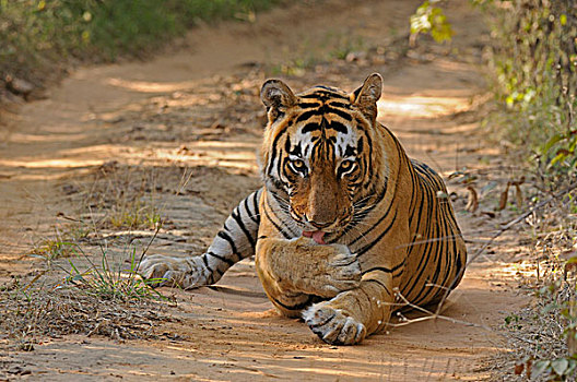 雄性,印度,孟加拉虎,虎,干燥,落叶植物,栖息地,伦滕波尔国家公园,拉贾斯坦邦,亚洲
