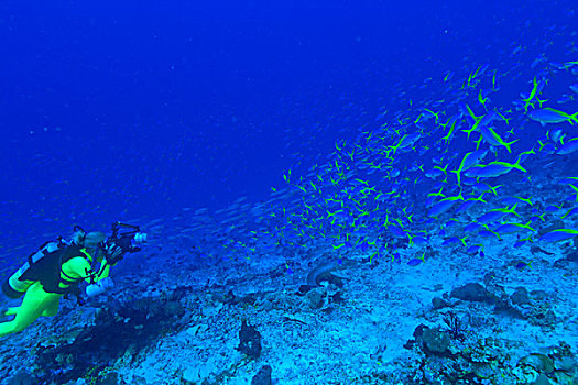 女人,深潜,四王群岛,区域,巴布亚岛,伊里安查亚省