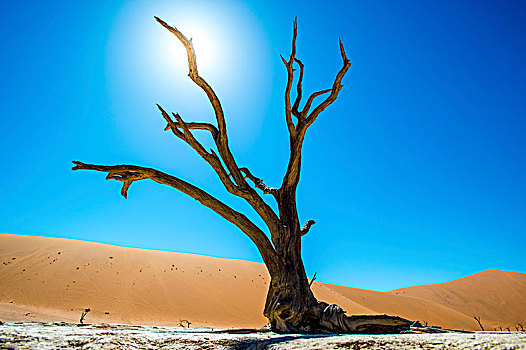 死亡谷,沙丘,老,死,骆驼,刺,树,刺槐,干燥,粘土,围绕,纳米比诺克陆夫国家公园,靠近,索苏维来地区,纳米比亚