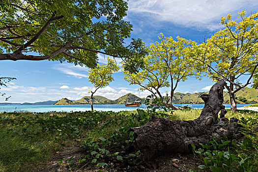 风景,特色,岛屿,海洋,印度尼西亚,科莫多,联合国教科文组织,世界遗产