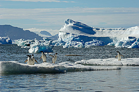 南极,南极半岛,岛屿,阿德利企鹅,浮冰