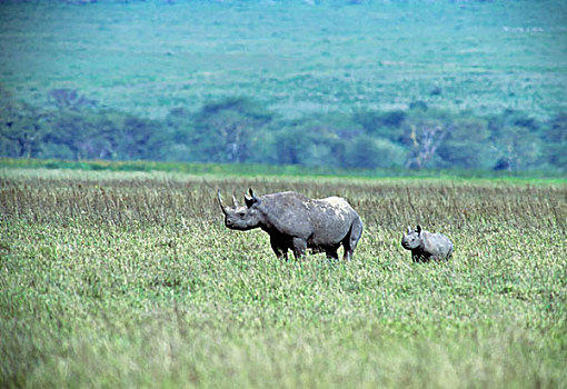 坦桑尼亚,恩戈罗恩戈罗火山口,黑犀牛