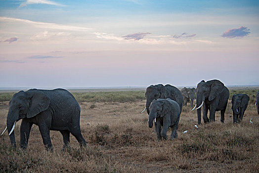 非洲大象117