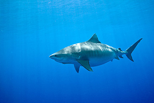 虎鲨,鼬鲨,地表水流,巴哈马,中美洲