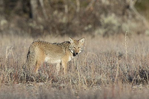 丛林狼,站立,草,山艾树,侧面