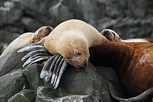 海狮,北海狮,睡觉,威廉王子湾,阿拉斯加