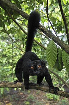 黑狐猴,狐猴,自然,特别,马达加斯加