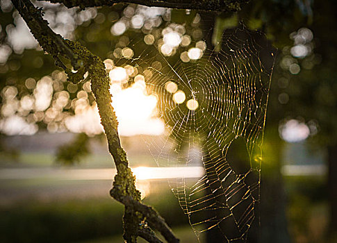 蜘蛛网,阳光