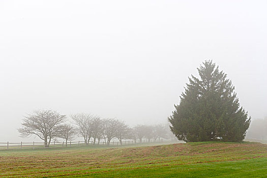 美国,佛蒙特州,树,栅栏,雾状,早晨