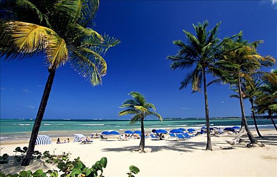 海滩,棕榈树,靠近,圣胡安,波多黎各,加勒比海